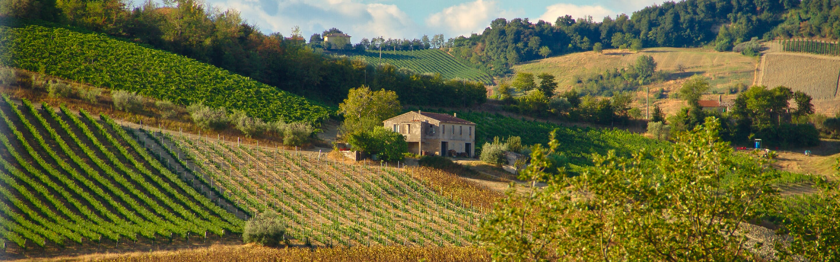 Weinbaugebiet der Genossenschaft La Cantina dei Colli Ripani